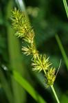 Carex oklahomensis Mackenzie