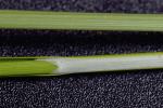 Carex oklahomensis Mackenzie