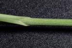 Carex oklahomensis Mackenzie