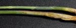 Carex oklahomensis Mackenzie