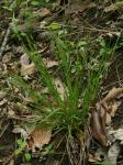 Carex oligocarpa Willd.