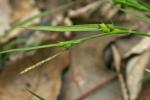 Carex oligocarpa Willd.