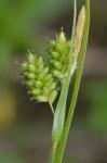 Carex pallescens L.