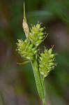 Carex pallescens L.