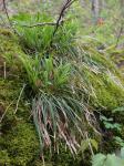 Carex pedunculata Muhl. ex Willd. var. pedunculata