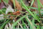 Carex pedunculata Muhl. ex Willd. var. pedunculata