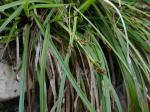 Carex pedunculata Muhl. ex Willd. var. pedunculata