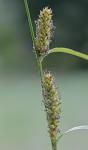 Carex pellita Willd.