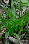 Carex plantaginea Lam.