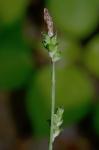 Carex plantaginea Lam.