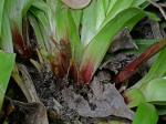 Carex plantaginea Lam.