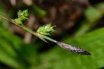 Carex plantaginea Lam.