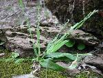 Carex platyphylla Carey