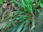Carex platyphylla Carey