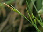 Carex platyphylla Carey