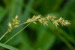 Carex prairea Dewey ex Wood