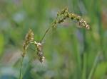 Carex prairea Dewey ex Wood
