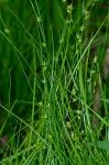 Carex radiata (Wahlenb.) Small