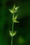 Carex radiata (Wahlenb.) Small