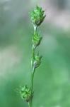 Carex reniformis (Bailey) Small