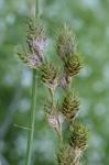 Carex reniformis (Bailey) Small