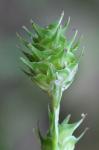 Carex reniformis (Bailey) Small