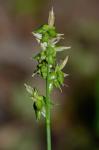 Carex retroflexa Muhl. ex Willd.