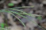Carex roanensis F.J. Hermann