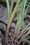 Carex roanensis F.J. Hermann