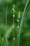 Carex ruthii Mackenzie in Britton