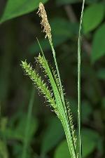 Carex scabrata Schweinitz