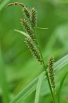 Carex scabrata Schweinitz