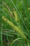 Carex schweinitzii Dewey ex Schweinitz