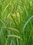 Carex schweinitzii Dewey ex Schweinitz