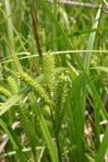 Carex schweinitzii Dewey ex Schweinitz