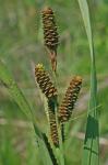 Carex shortiana Dewey