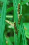 Carex shortiana Dewey