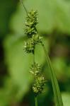 Carex sparganioides Muhl. ex Willd.