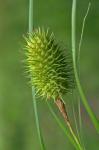 Carex squarrosa L.