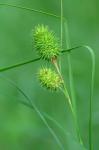 Carex squarrosa L.