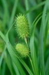 Carex squarrosa L.