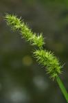 Carex stipata Muhl. ex Willd. var. maxima Chapman ex Boott
