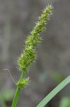 Carex stipata Muhl. ex Willd. var. maxima Chapman ex Boott