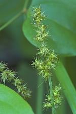 Carex stipata Muhl. ex Willd. var. stipata