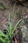 Carex striatula Michaux