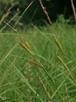Carex stricta Lam.