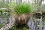 Carex stricta Lam.