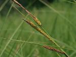 Carex stricta Lam.