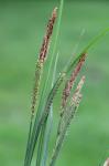 Carex stricta Lam.