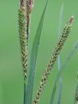 Carex stricta Lam.